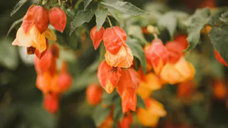 В январе бросьте в грунт немного семян — к 8 Марта в горшке цветущий кустик: яркие бутоны круглый год в цвету