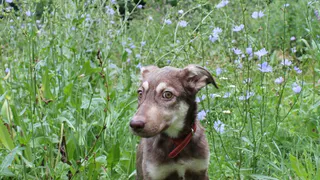Дай лапку: Ден, Найда и малыши ждут своих хозяев