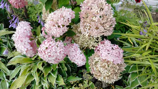 Весь поселок ходит на экскурсию: 1 добавка в воду и гортензии стали размером с зонт - цветут до заморозков