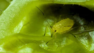 Один раз прыснул и всё чисто: как садоводы в США избавляются от тли  по методу Мичурина: а в России и не знают