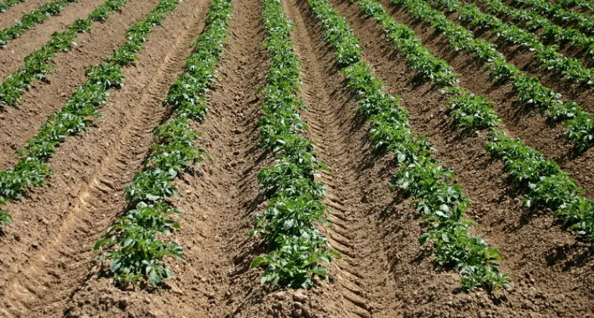 Россиян хотят оставить без "второго хлеба": за посадку картошки будут штрафовать