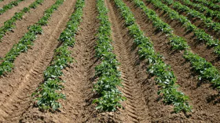 Россиян оставляют без "второго хлеба": за посадку картошки на даче будут штрафовать