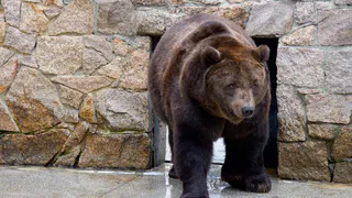 Медведи челябинского зоопарка не могут уйти в зимнюю спячку