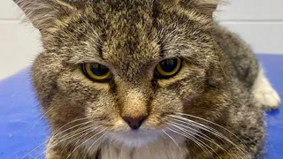 «Точка Добра» - место помощи бездомным животным, которые нуждаются в ласке и заботе.