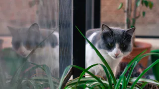 Красивые и токсичные: топ-8 растений, которые противопоказано держать в одном доме с питомцами