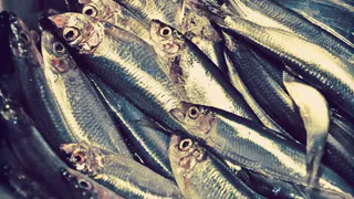 В этой рыбе находят огромных 10-метровых червей: мы ее едим сами и детей еще кормим