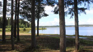 В Татарстане представили проект посадки леса с самолетов и семейную реликвию династии лесоводов