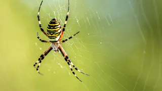 В Татарстане наблюдается нашествие пауков-ос