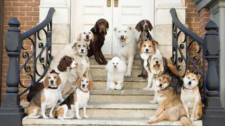 Собачья няня или Кем подрабатывают нижнекамцы?