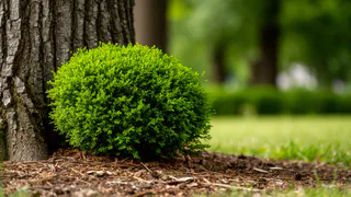 Лучше бархатцев: сажаем под яблоней 3 небольших кустика — муравьи с тлей все лето обходят дерево за 200 метров