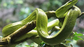 Змея принесёт счастье на кончике хвоста: Павел Глоба назвал 3 знака зодиака, которым символ года преподнесет фантастический 2025