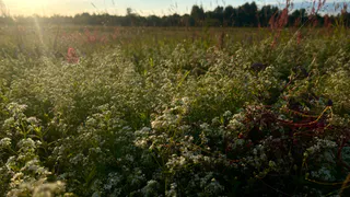 Аномальная жара накроет в августе: синоптики опубликовали тревожный прогноз