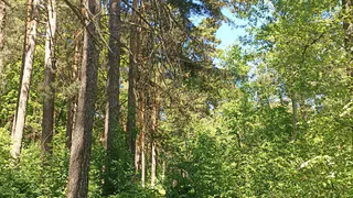 В минприроды озвучили численность диких животных в Рязанской области