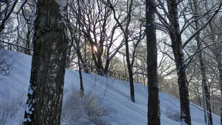 Теплая погода сохранится на юге Республики Коми