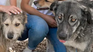 Стоимость областного приюта для животных достигла 261 миллиона рублей