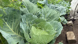 Листья капусты все в дырках? Разводим 1 ложку в 10 л. воды и проливаем почву — кочаны станут крепкими и сочными