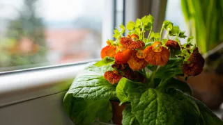 Самый популярный домашний цветок, как оказалось, приносит в дом несчастье и раздоры