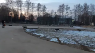 Накинулись и грызли ноги: в Дягилеве мужчина спас школьницу от стаи собак