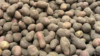 Картофель годами на одном месте истощает землю – как сохранить урожайность без смены участка