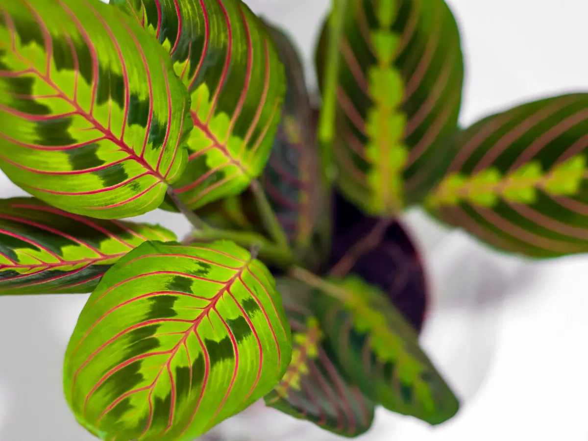 Уход за аглаонемой: советы по поливу и подкормке для здорового роста