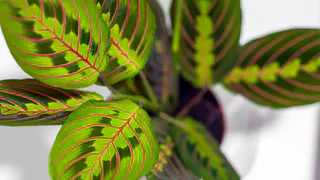 Уход за аглаонемой: советы по поливу и подкормке для здорового роста