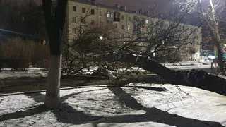 В центре Рязани на улице Дзержинского дерево упало на дорогу