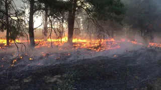 Под Брянском горит лес