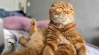 Сон с кошкой сокращает продолжительность жизни человека - и вот почему: как обезопасить себя