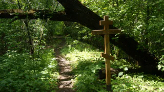 Монастырская роща в Рязани на грани уничтожения?