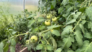 Наслаждаюсь вкусными помидорами уже в начале лета: до 4 кг с куста - плоды сладкие с легкой кислинкой