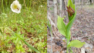 Владимирская область станет «Краем северных орхидей»