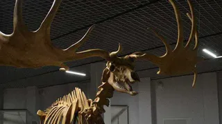 В музейном центре Кремля Рязани разместят копию скелета мегалоцероса