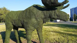 Топиарные фигуры в Нижнекамске: заключенные колонии сделали скульптуры гномов и лосей