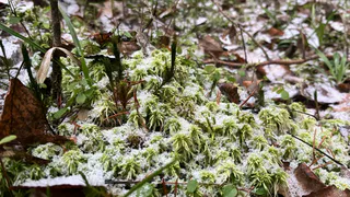 В Коми 14 ноября сохранится облачная погода с осадками и сильным ветром