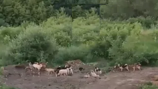 По Рязани бродят стаи безнадзорных собак