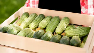 Замучает плодоносить: этот ранний огурец увешан плодами сверху донизу, как гирляндой — накормит целую деревню