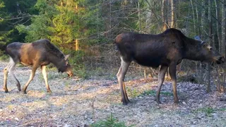 В регионе настал период повышенной опасности из-за выхода лосей на дороги
