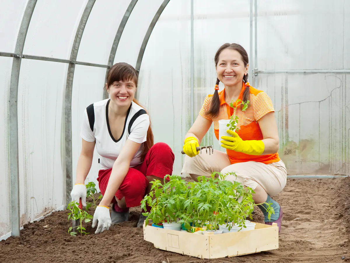 Разбрасываю по грунту в теплице — и о фитофторе больше вспоминать не приходится: эффективная защита от грибковых заболеваний и вредителей