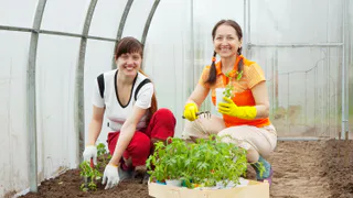 Разбрасываю по грунту в теплице — и о фитофторе больше вспоминать не приходится: эффективная защита от грибковых заболеваний и вредителей