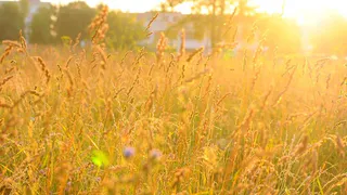 Прогноз погоды: к среде в Рязани потеплеет до +28