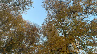 В Коми введён карантин из-за распространения опасных насекомых в лесах