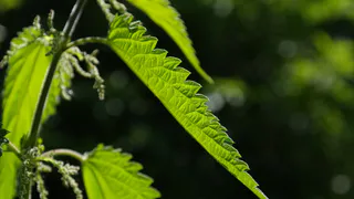 Сделала из сорняка зеленое золото для кустов: компост шевелится от микроорганизмов- живое удобрение работает на славу