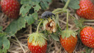 Долгоносик съедает бутоны клубники изнутри, откладывает яйца и подгрызает ножку – вот как остановить его до урожая