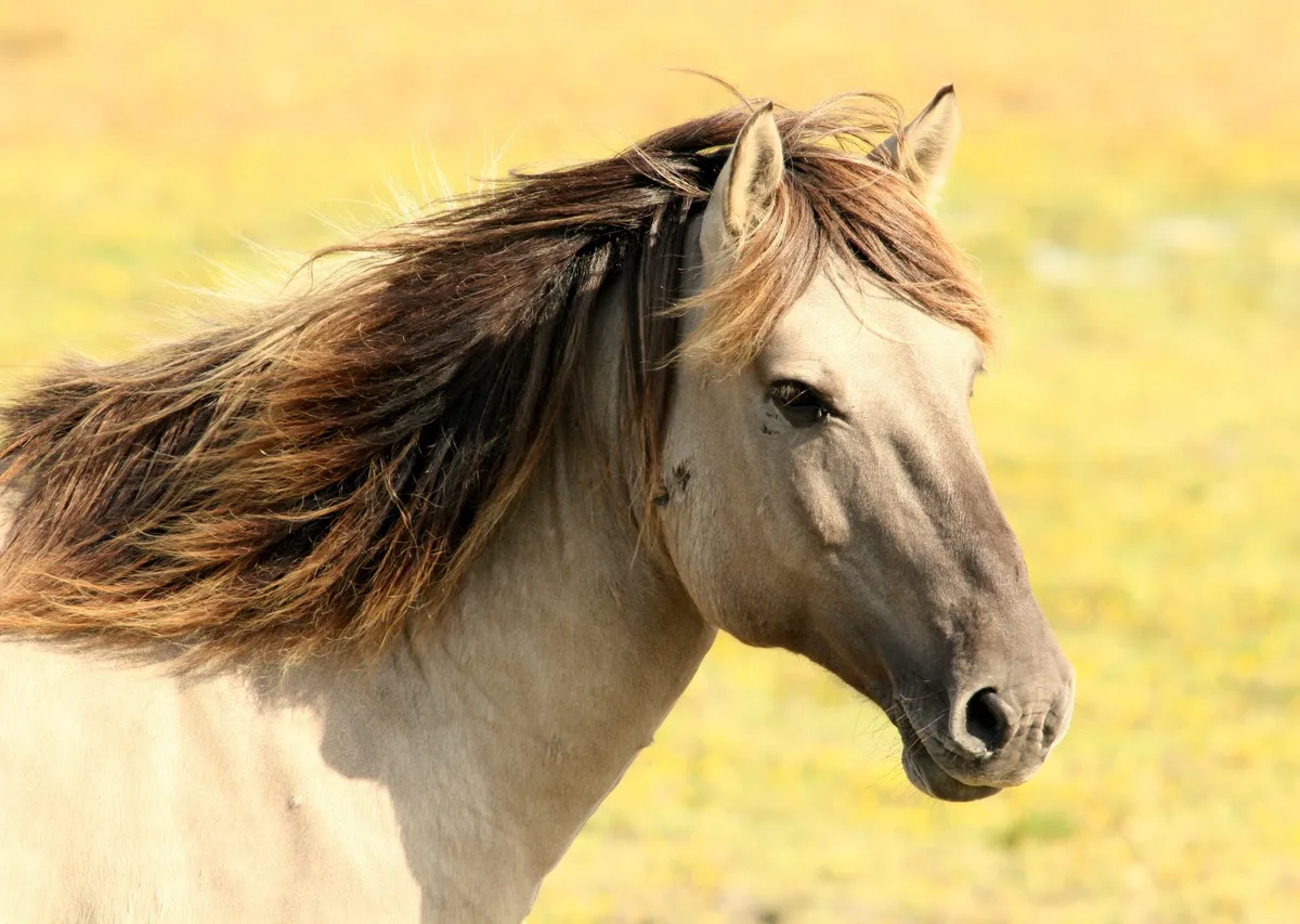 Приметы и советы для встречи нового 2026 года: как угодить Огненной лошади

