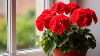 Крошку в горшок — и герань как подменили: листва не желтеет, а бутоны лезут на молодых черенках