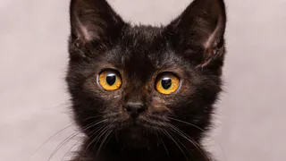 Дай лапку: Сандра, Том и Честер ищут друзей