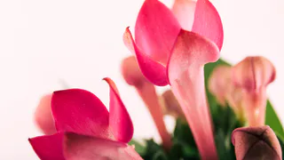 Три легчайших действия — и дохлый декабрист зацветет как никогда: стимуляция зимнего цветения чахлой шлюмбергеры