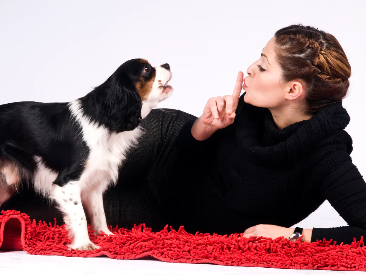 Нижнекамца беспокоят собаки соседей