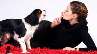 Нижнекамца беспокоят собаки соседей