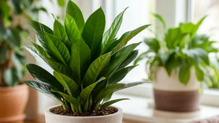 Один раз в 2 недели замиокулькасу — обязательно: заливаем 100 гр. водой – и "лысое" растение в прошлом